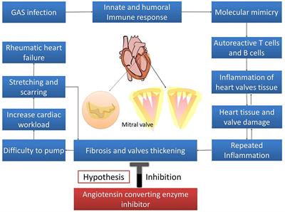 Angiotensin Converting Enzyme Inhibitors (ACEIs) Decrease the Progression of Cardiac Fibrosis in Rheumatic Heart Disease Through the Inhibition of IL-33/sST2